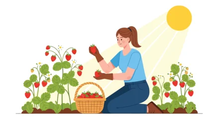 Gardinen Bauernhof Woman harvesting strawberries in garden with basket and sun flat vector illustration silhouette gardener gardening strawberry fruit berries harvest picking  © Creativeakash393