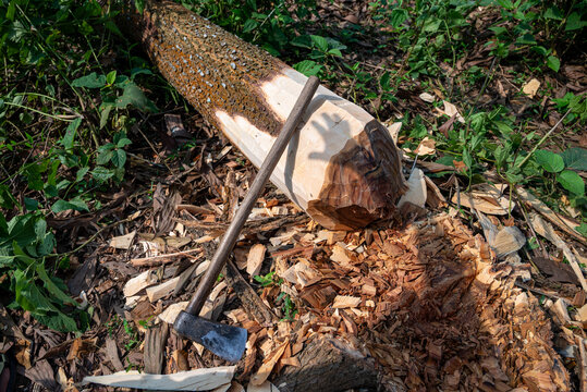 View of a large tree log being carved with a traditional axe surrounded by wood chips and green foliage in Sherpur, Mymensingh Division, Bangladesh.