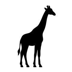 giraffe vector illustration © PrashArt