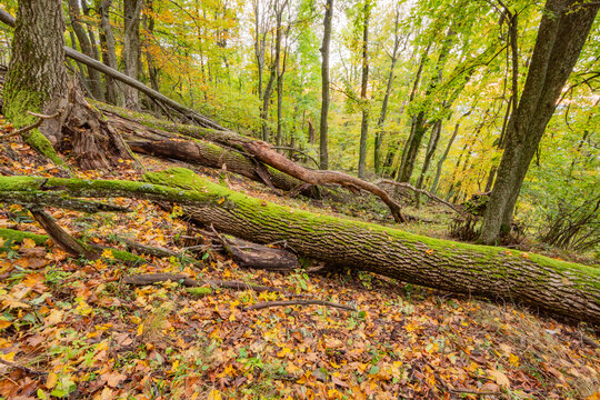 View of fallen mossy tree trunks on a forest floor covered with autumn leaves in the Sitno mountain range, Ilija, Banska Bystrica Region, Slovakia.