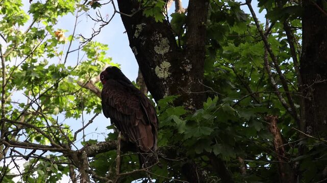 large turkey vulture scavenger bird of prey sitting in a tall tree in north west new jersey northeast usa looking for food near roadkill animal