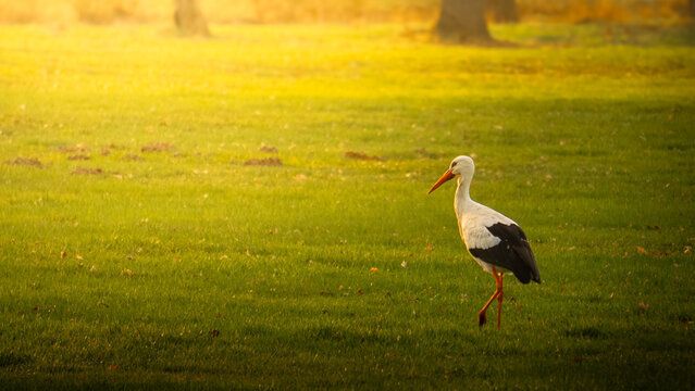 stork walking in the beautiful grassland in the frisian village of bakkeveen.