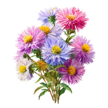 Watercolor Aster Bouquet vector, artistic painting style, high-resolution illustration on a pure white background.