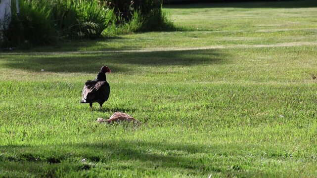 turkey vulture john crow eating dead road killed animal on a grassy lawn fawn deer scavenger (roadkill, large animals carrion prey) feed feeding consuming 