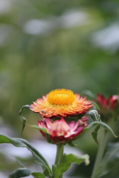 orange flower in the garden