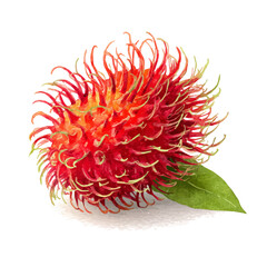 Rambutan watercolor drawing vector, premium quality illustration on a clean white background. © Cooper