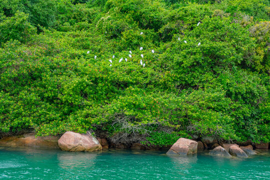 aves na beira do mar