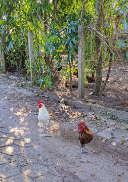galos e galinhas no quintal