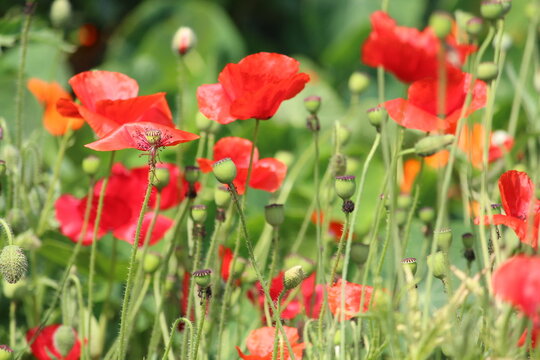 close up of red poppies in the garden