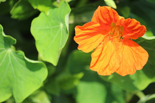 orange flower with green leaves close up
