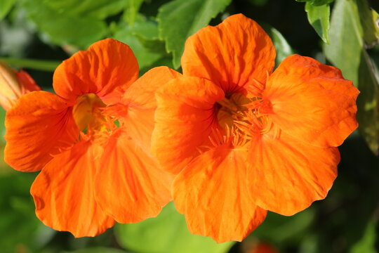 close up of orange flowers in the garden