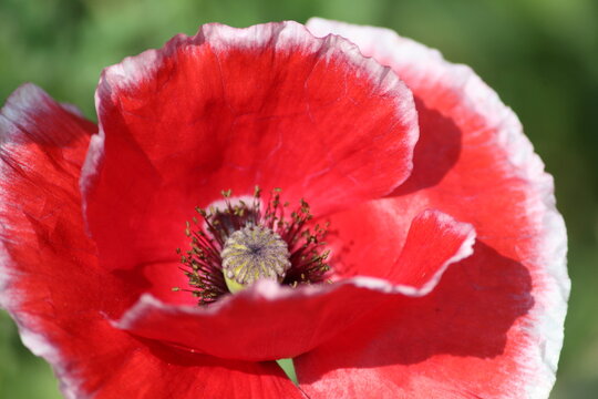 close up of red poppy flower