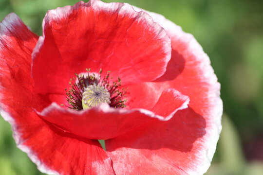 red poppy flower in spring