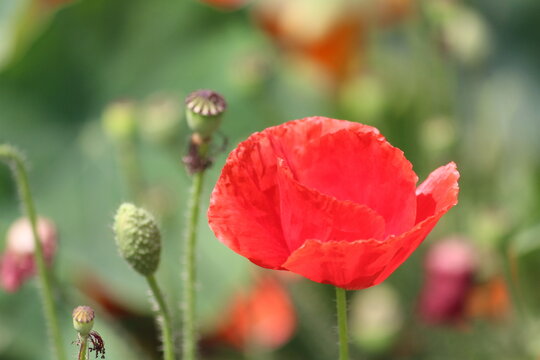 close up of red poppy flower in field for wallpapers and greetings