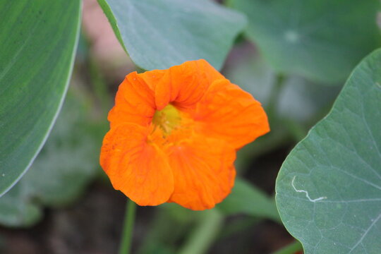 orange flower in the garden