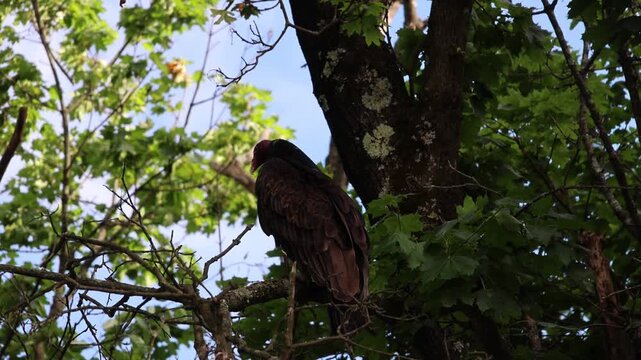 large turkey vulture scavenger bird of prey sitting in a tall tree in north west new jersey northeast usa looking for food near roadkill animal