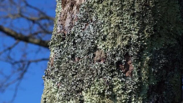 AurTraveling shot moving upward along a bare tree trunk covered in textured green lichen, panning towards bare branches against a vibrant clear blue sky.ay