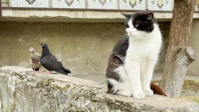 An alert black and white cat sits calmly on a concrete wall, ignoring two curious pigeons nearby. The scene takes place outdoors near a building. The atmosphere feels tense yet peaceful.