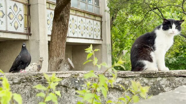An annoyed black and white cat sits on a concrete wall, ignoring two pigeons close by. The tense standoff happens outdoors near a building with lush trees. The atmosphere feels hostile yet calm.
