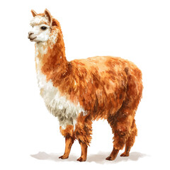 Fototapeta premium Watercolor painting of Alpaca, detailed and artistic vector illustration on a white background.