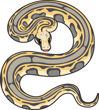 Vector illustration of a curved ball python with a spotted gray and yellow coloration