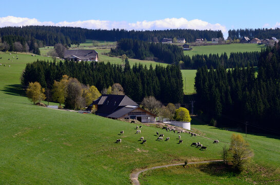 Paisaje de colinas verdes en Sankt Peter en la Selva Negra, Alemania