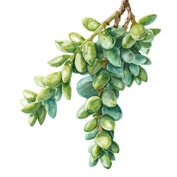Watercolor Burros Tail vector, artistic painting style, high-resolution illustration on a pure white background.