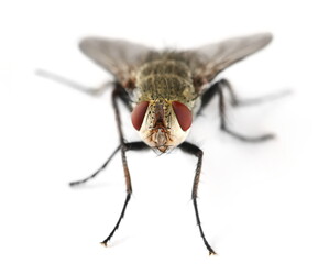 Fototapeta premium Close up flesh fly, grey sarcophaga carnaria, isolated on white background, side view