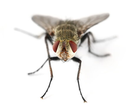 Close up flesh fly, grey sarcophaga carnaria, isolated on white background, side view