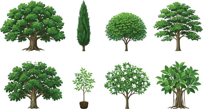 Green Deciduous and Evergreen Tree Vector Illustration Set Featuring Oak Cypress Banyan Sapling and Blooming Garden Botanical Elements