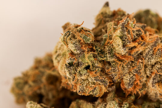 Close up of Dried Marijuana Flower Nug