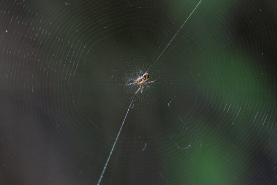 Ara&ntilde;a tejedora en el centro de su telara&ntilde;a, Beniarres, Espa&ntilde;a