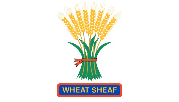 Very beautiful realistic vector illustration of a WHEAT SHEAF featuring golden grain stalks, harvest season details, and traditional agricultural presentation, isolated on white background, with a col