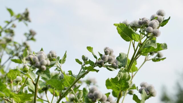 Green burdock plant with spiky seed pods against sky