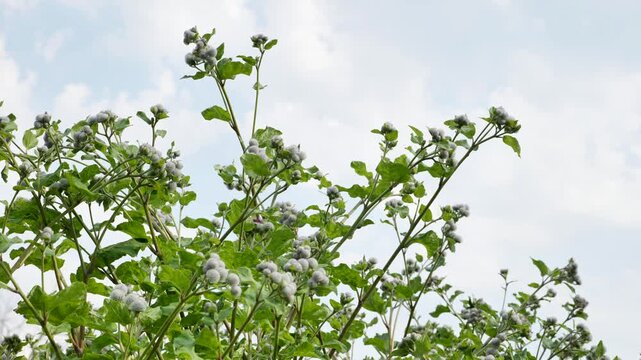 Green Burdock Plant With Spiky Seed Pods Against Sky