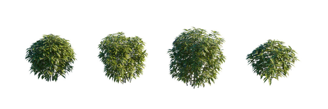 Green Shrub Set with Four Aucuba Japonica Garden Bushes on Transparent Background
