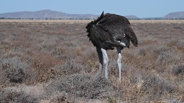 Ostrich walking on the dry dusty plains in Etosha National Park, Namibia, Africa