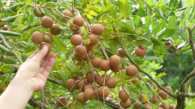 Close-up of a hand picking and peeling fresh tropical longan fruit on a tree, Vietnam agriculture.