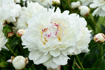 June garden with white peonies named Festiva Maxima in full bloom © teressa