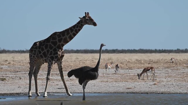 A giraffe and an ostrich at a watering hole in Namibia, Africa