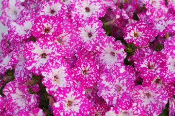 Obraz premium Close-up view of bright pink and white speckled petunia flowers in full bloom