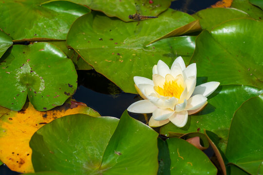 White water lily blooming among green lily pads on pond surface
