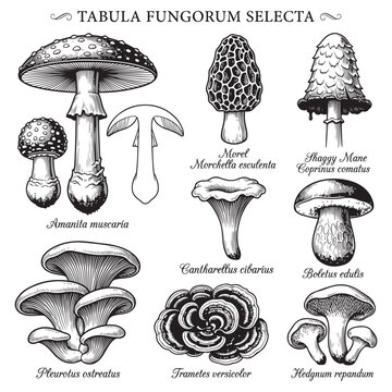 Illustration of Various Wild Mushrooms and Fungi Species in Detailed Botanical Drawing Style