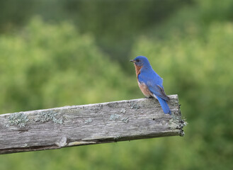 Obraz premium Male Eastern Bluebird on a weathered railing with blurred tree in background