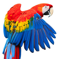 Obraz premium Colorful Macaw Parrot Side View Isolated on Transparent Background