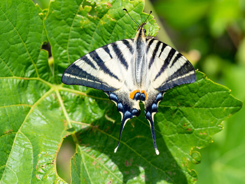Iphiclides podalirius, scarce swallowtail butterfly resting on a wine leaf