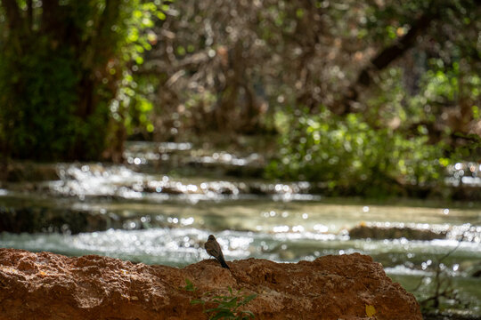 View of a small bird perched on a red rock overlooking a flowing stream at Havasu Falls with lush green trees in the background Supai, Arizona, United States.