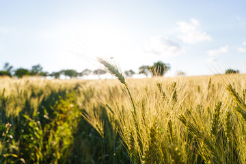 Naklejka premium Green wheat field at sunset, scenic agricultural concept of young cereal crop growing in evening sunlight