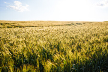 Obraz premium Green wheat field at sunset, scenic agricultural concept of young cereal crop growing in evening sunlight