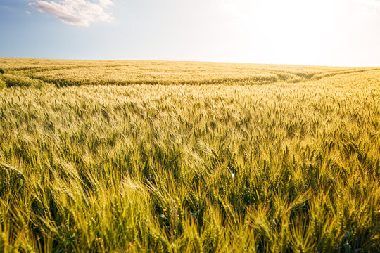 Green wheat field at sunset, scenic agricultural concept of young cereal crop growing in evening sunlight